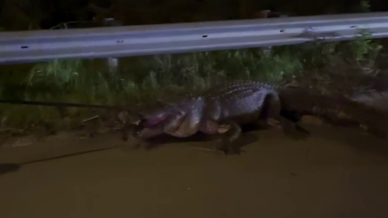 Алигатор от Северна Каролина беше заснет да прави превъртане на