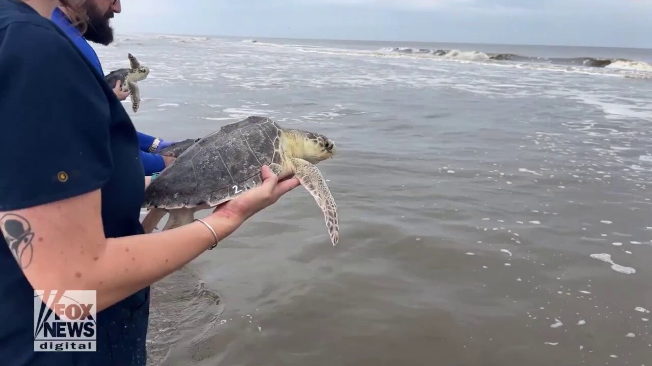 Група от Джорджия и други освобождават 34 реабилитирани морски костенурки в океана, след като влечугите възвърнаха здравето си