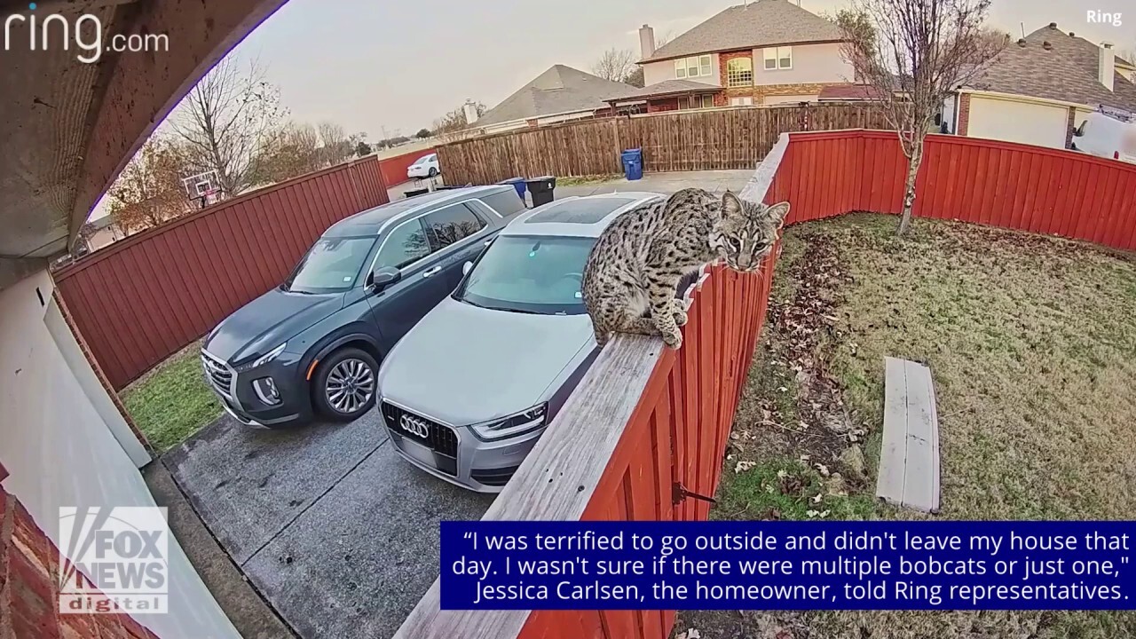Texas family discovers bobcat in their yard after being alerted by Ring doorbell camera