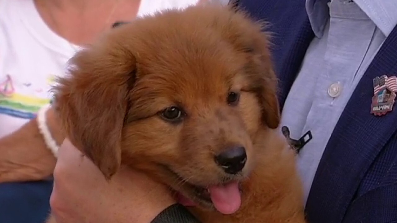 ‘Fox and Friends’ meets adoptable puppies playing in Puppy Bowl XVI!