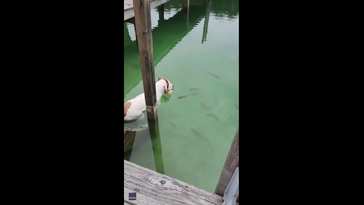 Clever dog goes viral for snagging fish using hot dog bun as bait: See the amazing move!