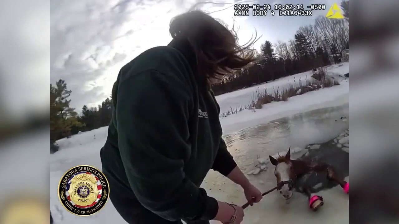 New York police rescue horse stuck in icy pond