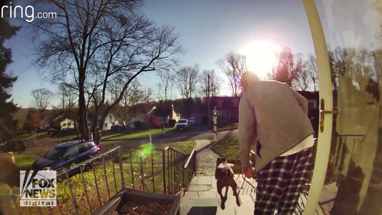 Fetch, Taylor! Watch this dog successfully grab the morning paper for his owner