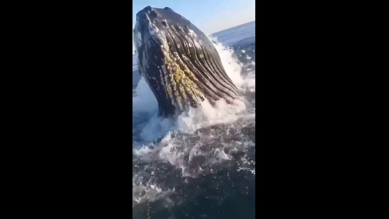 Whale Makes A Surprise Breach Next To Fishing Boat