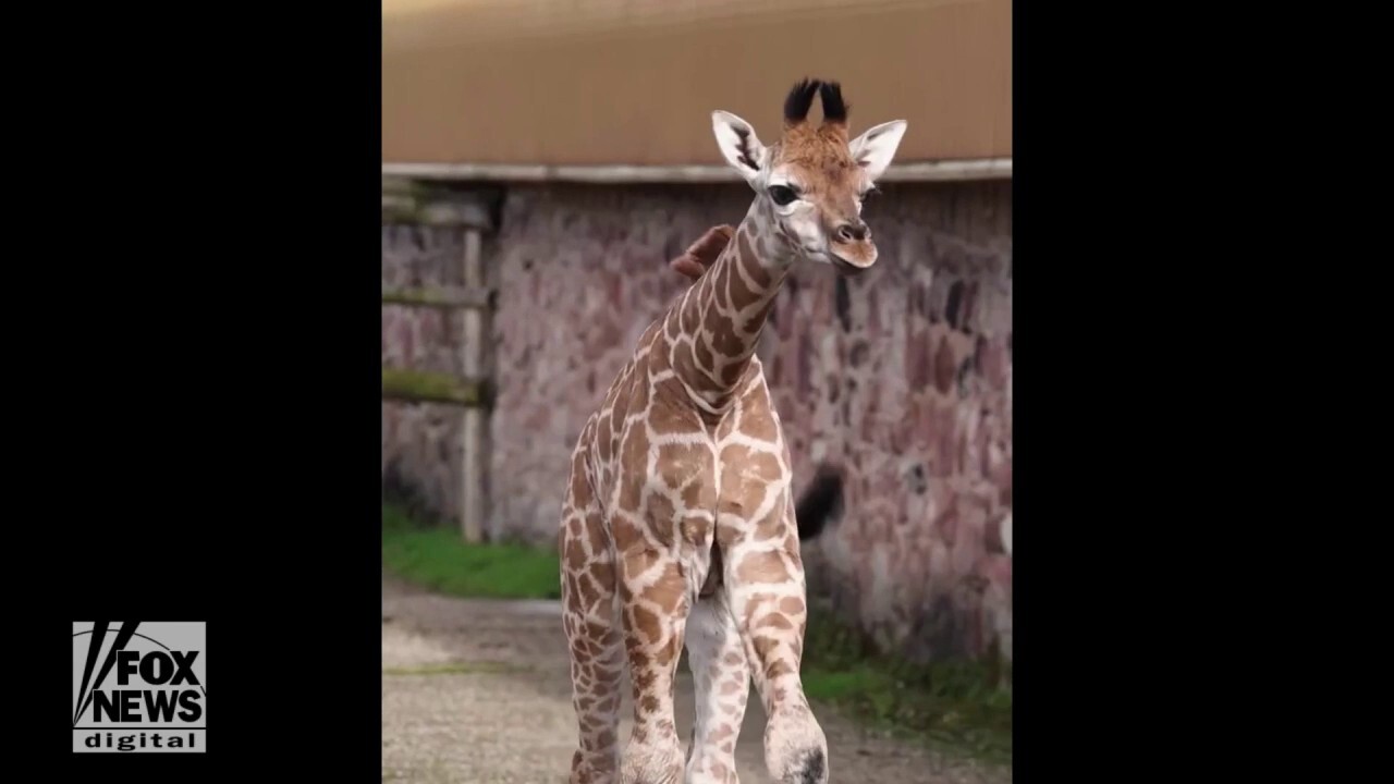 Chester Zoo’s rare young Rothschild giraffe was captured on video walking around new home