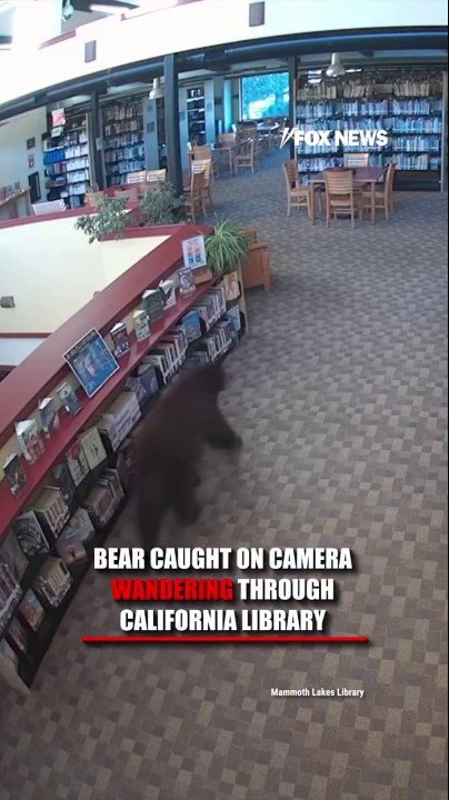 GOLDI-BOOKS: Bear roams library aisles looking for perfect read