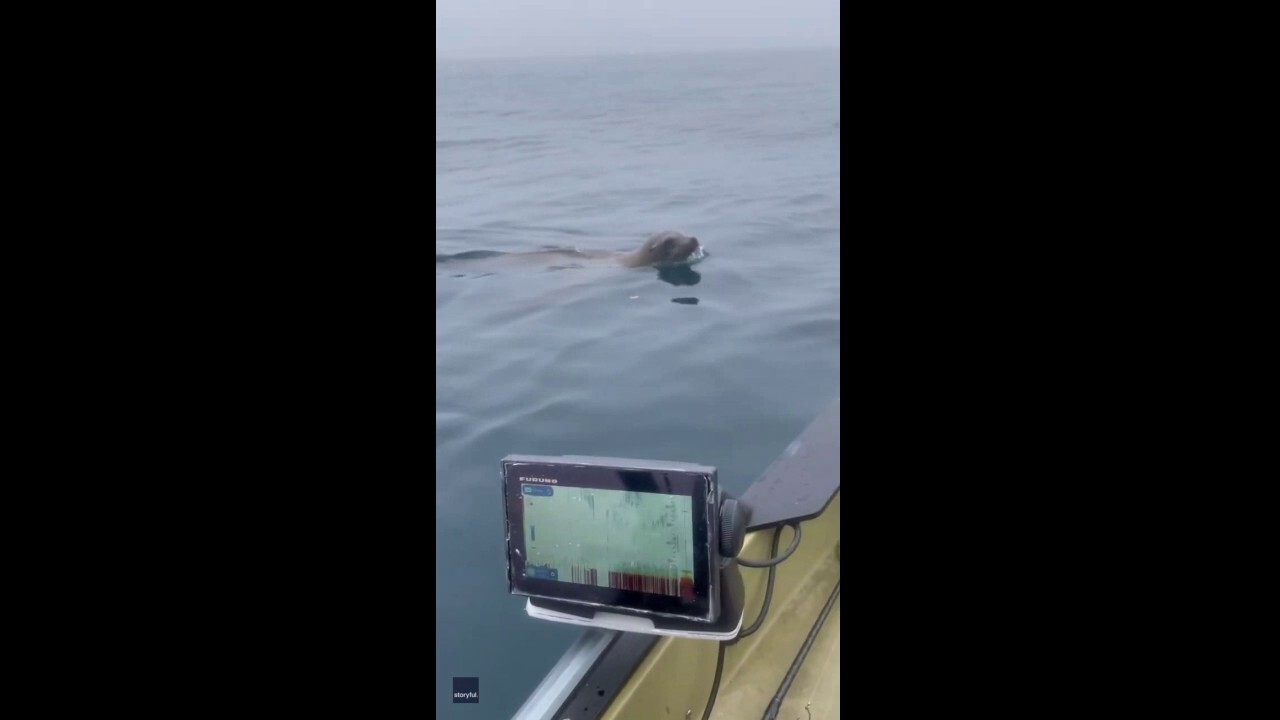 Sea lion swims around fisherman's boat, makes daring leap