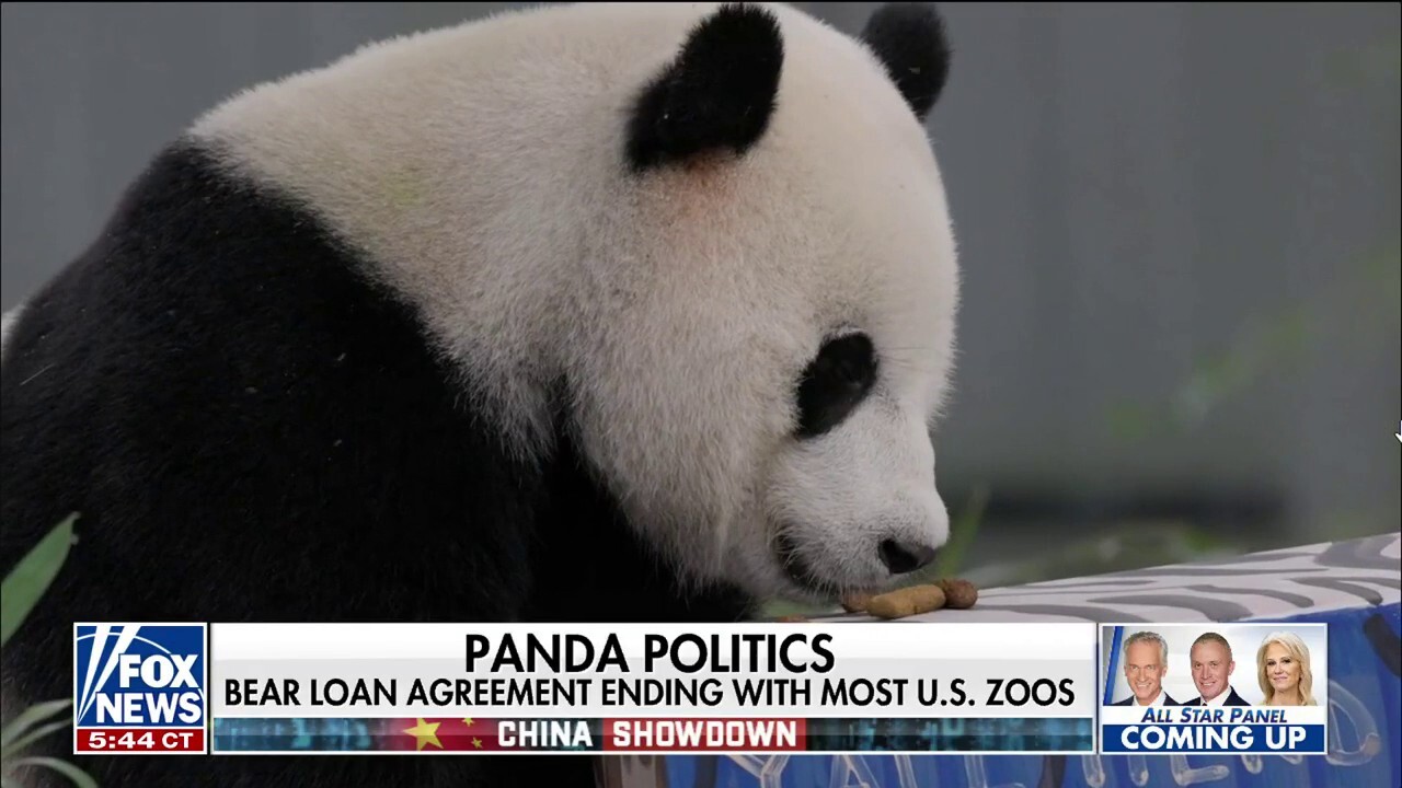 Китай планира да изпрати нова двойка гигантски панди в зоопарка