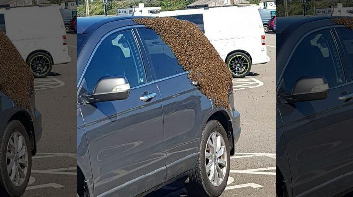 Shoppers flee bees swarming parked cars as beekeeper saves the day