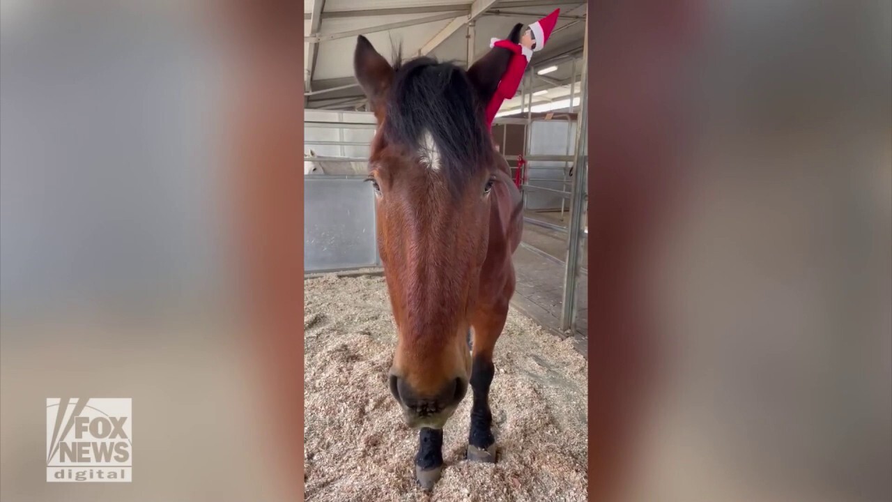 Santa's Elf spotted hanging on horse at local Arizona zoo