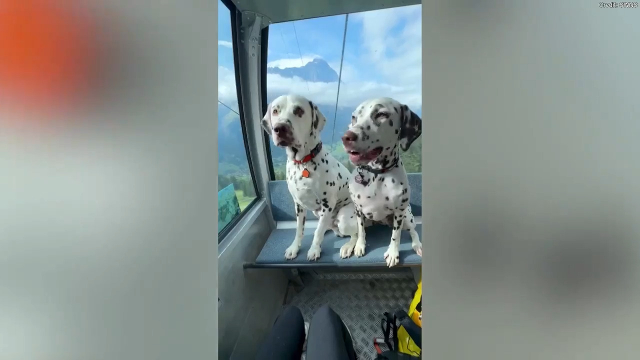 Dalmatian dog parents travel abroad with pets in tow, spending thousands