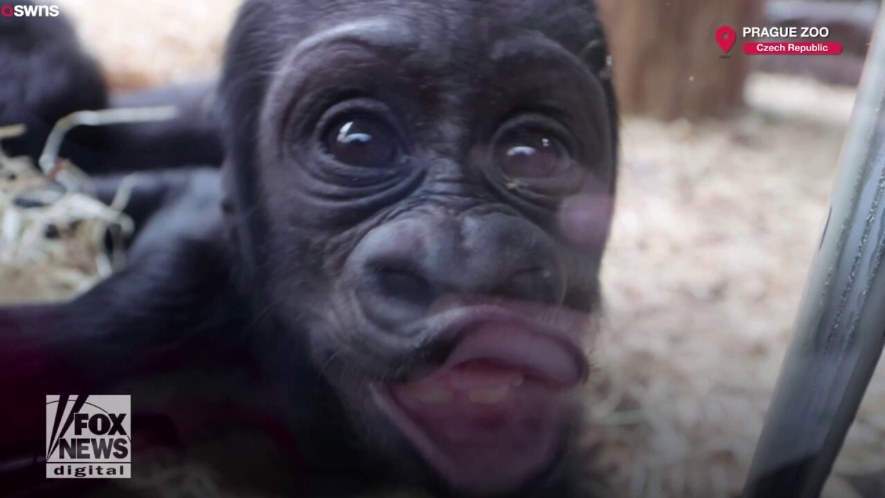Горила, само на 4 месеца, радва посетителите на зоологическата градина със забавни физиономии: `Много щастлива`