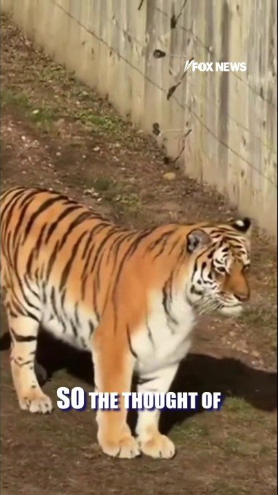 Tomi Lahren defends tiger after fatal wildlife park encounter