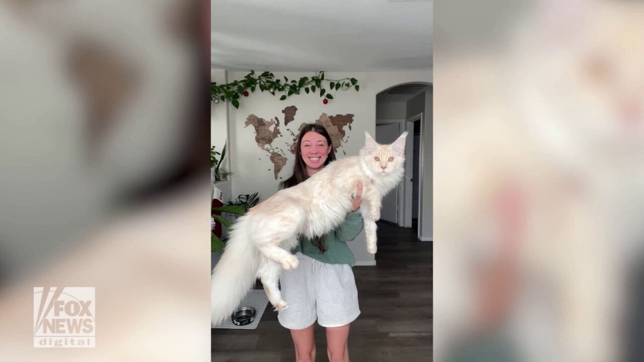 Giant cat: Woman's pet cat is nearly three and a half feet long