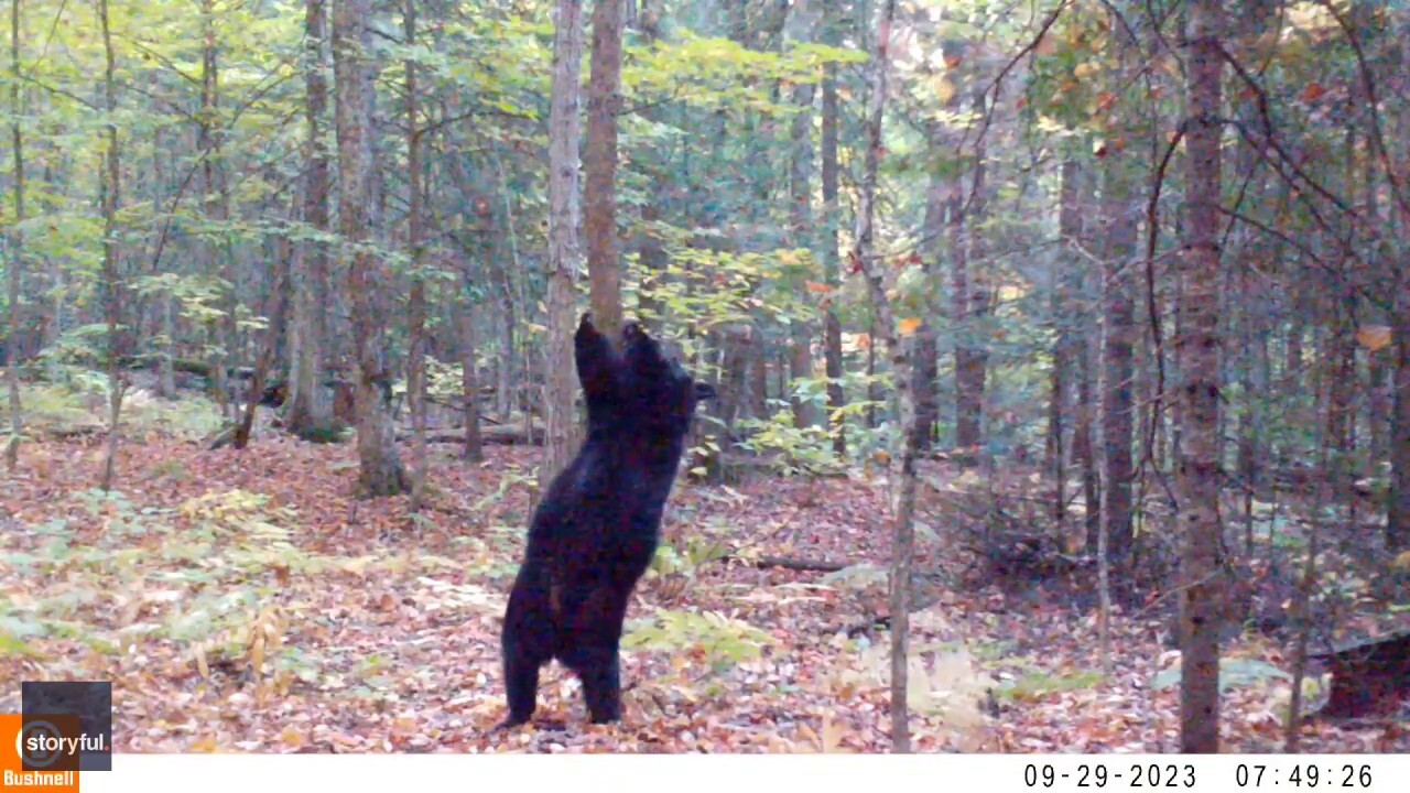 Trail camera captures bear's funny moves during back scratch 
