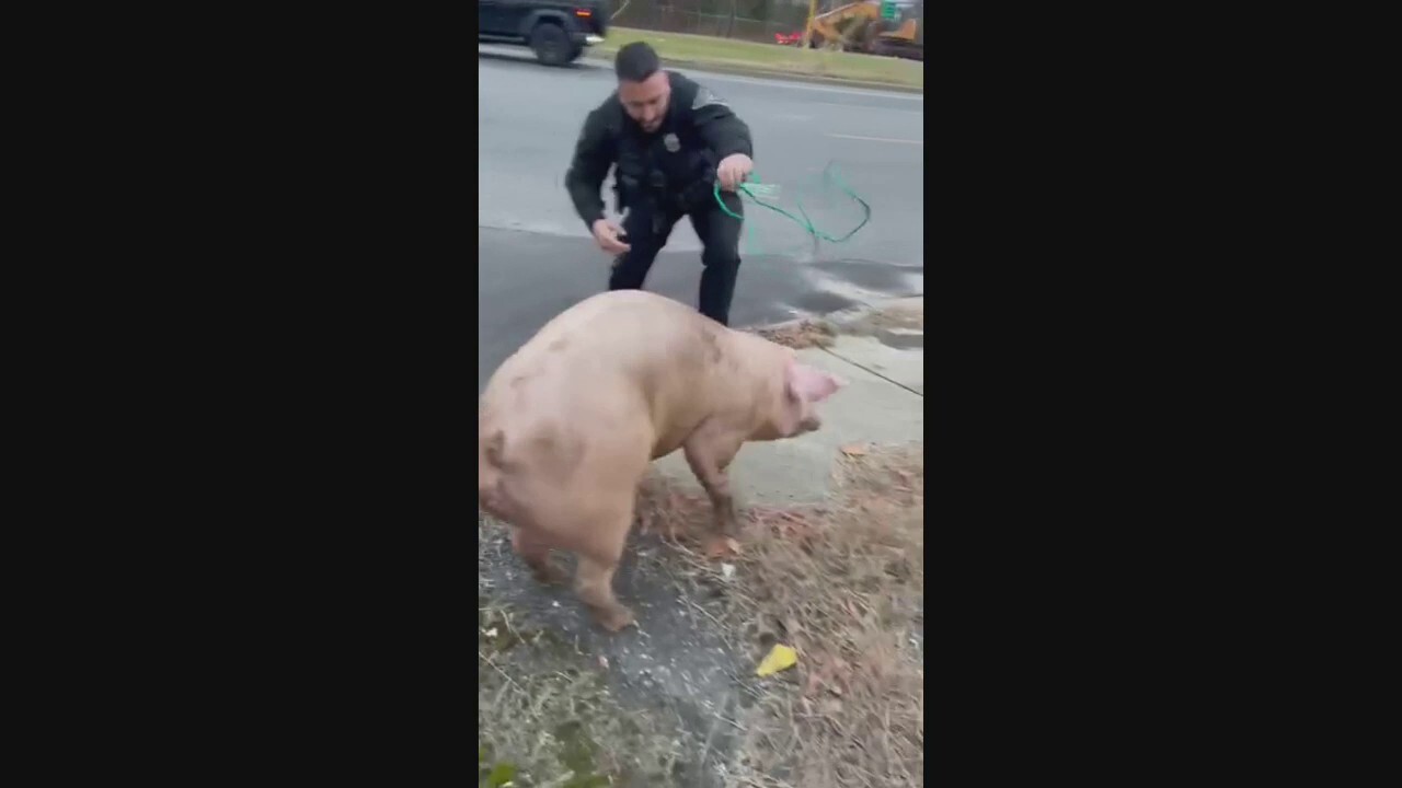 NJ police wrangle pig on the loose