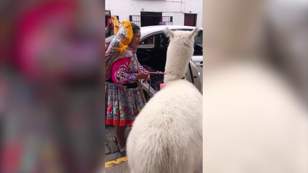 Daily commute: Alpaca spotted taking a taxi home from work