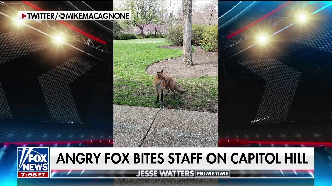 Aggressive fox terrorizes lawmakers on Capitol Hill