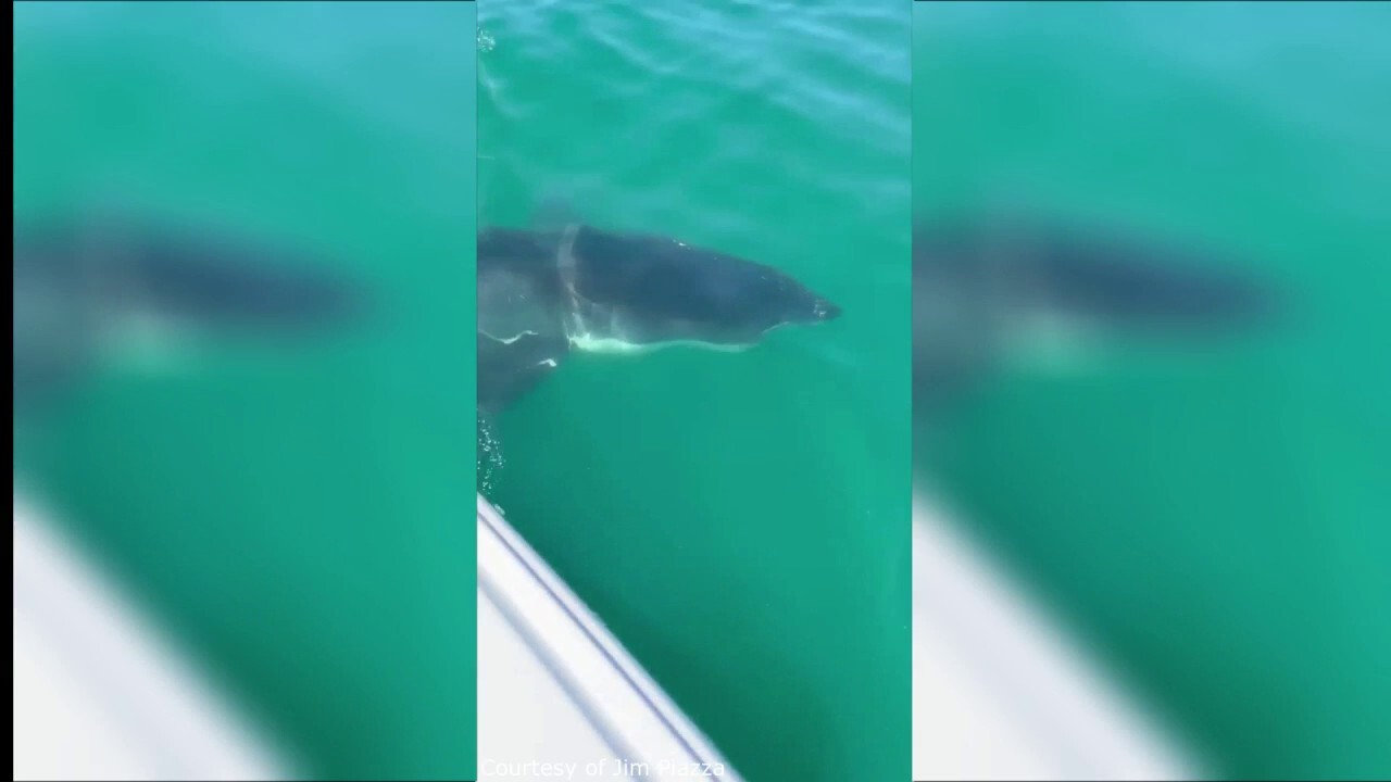 Jersey Shore fishermen have startling encounter with great white shark