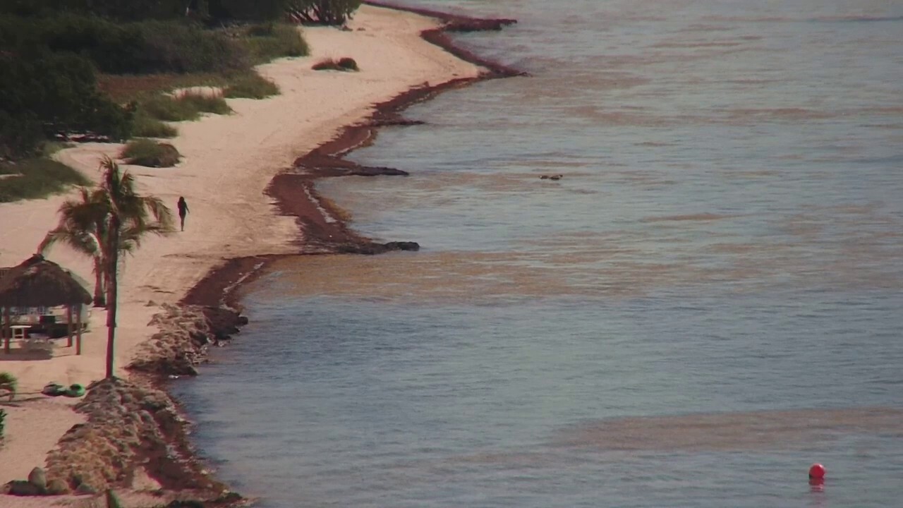 5,000-mile-wide blob of sargassum seaweed washes up in Florida Keys