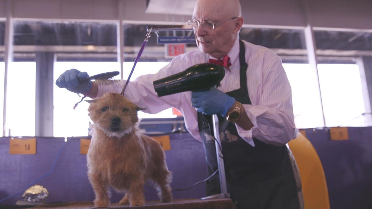 Westminster Dog Show: How to groom a winner