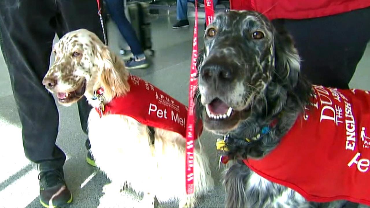 LAX using therapy dogs to bring relief to holiday travelers