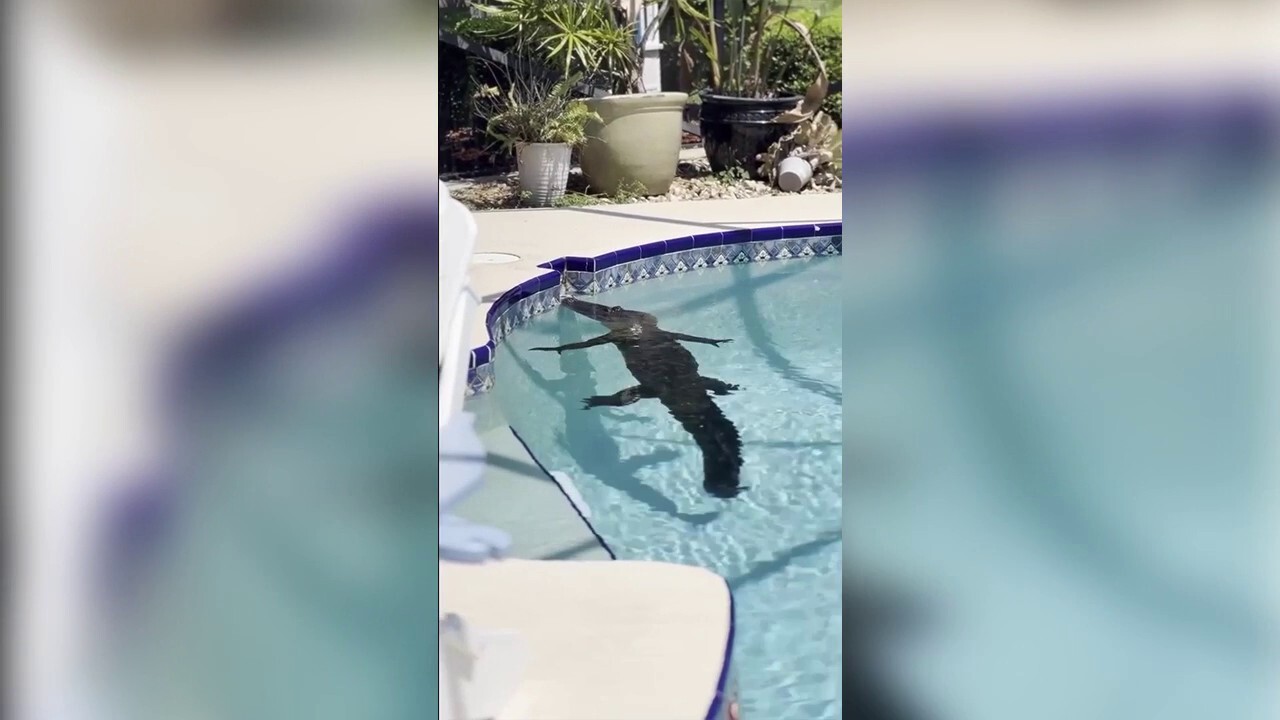 Florida alligator found in home's pool