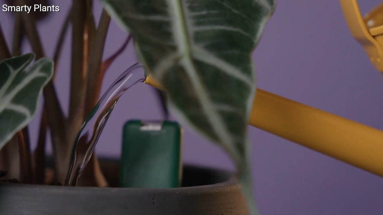 End houseplant heartbreak with this new high-tech device
