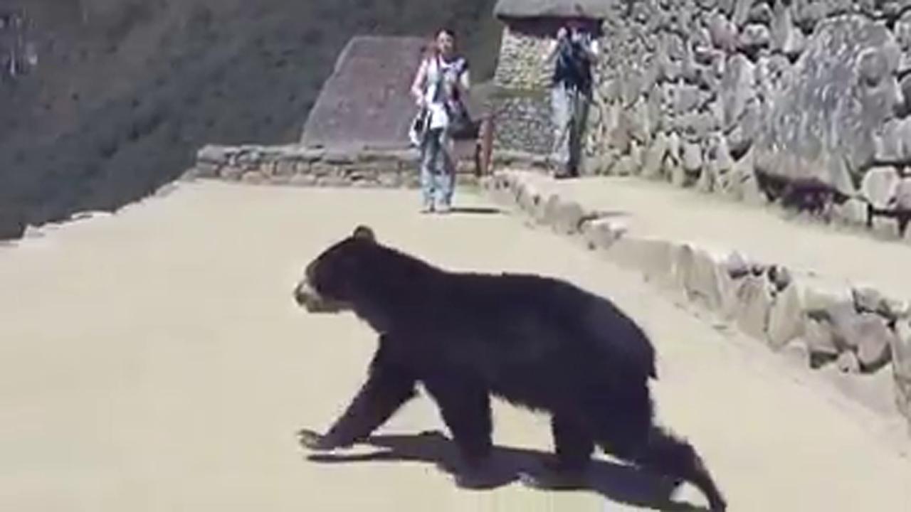 Bear runs wild in Machu Picchu