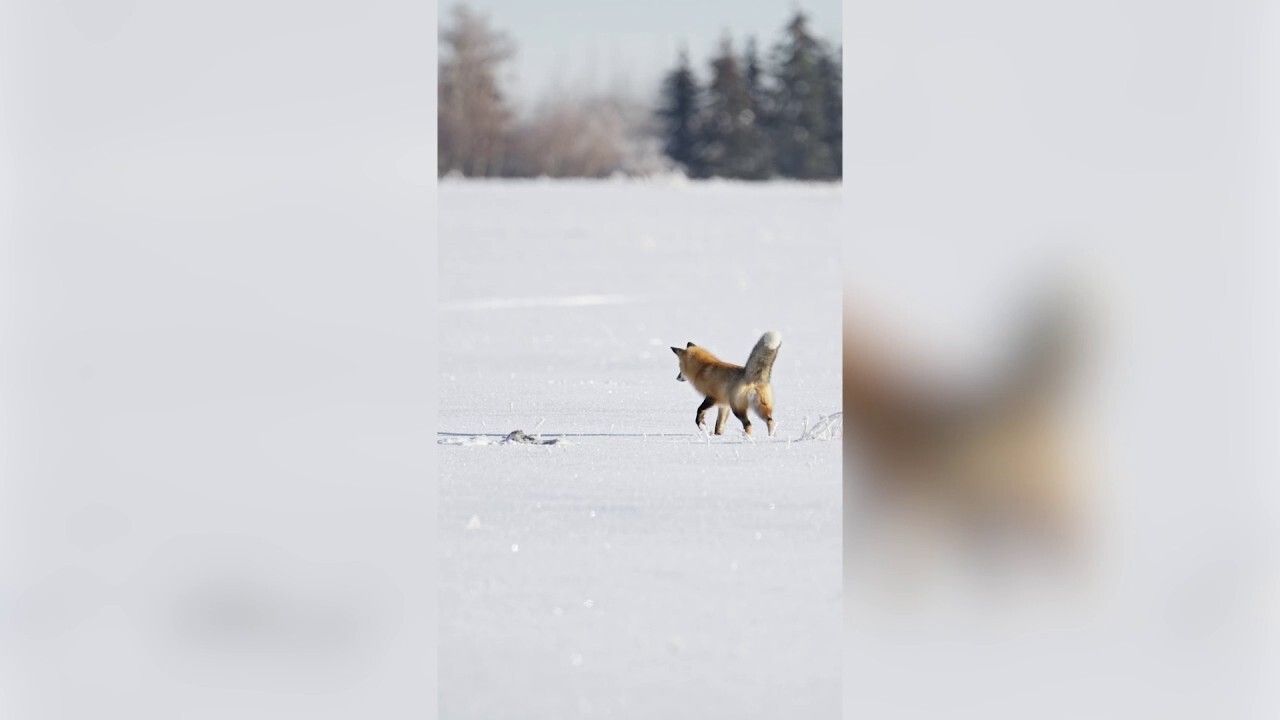 Fox spotted looking for prey dives head-first into snow