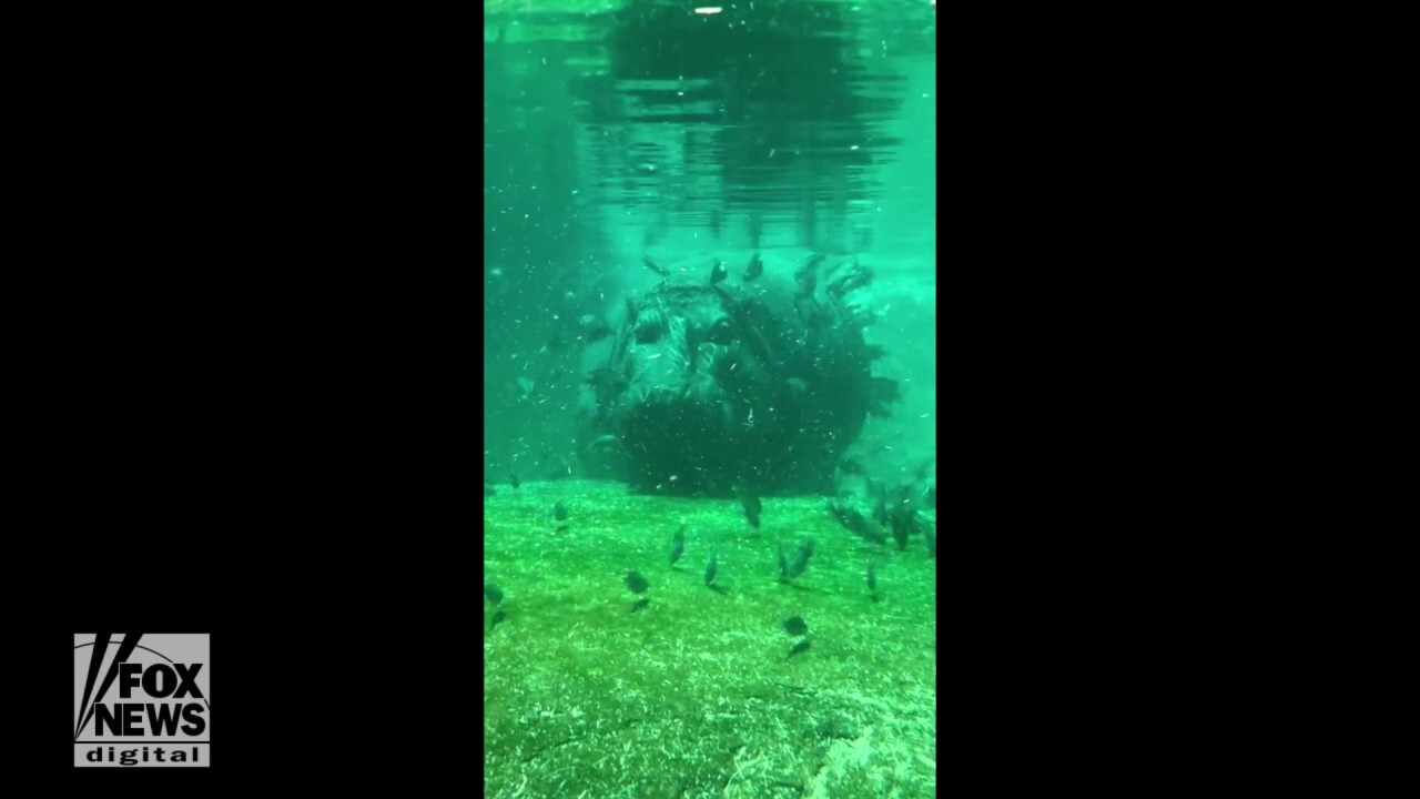 Hippos swim alongside habitat fish at Memphis Zoo