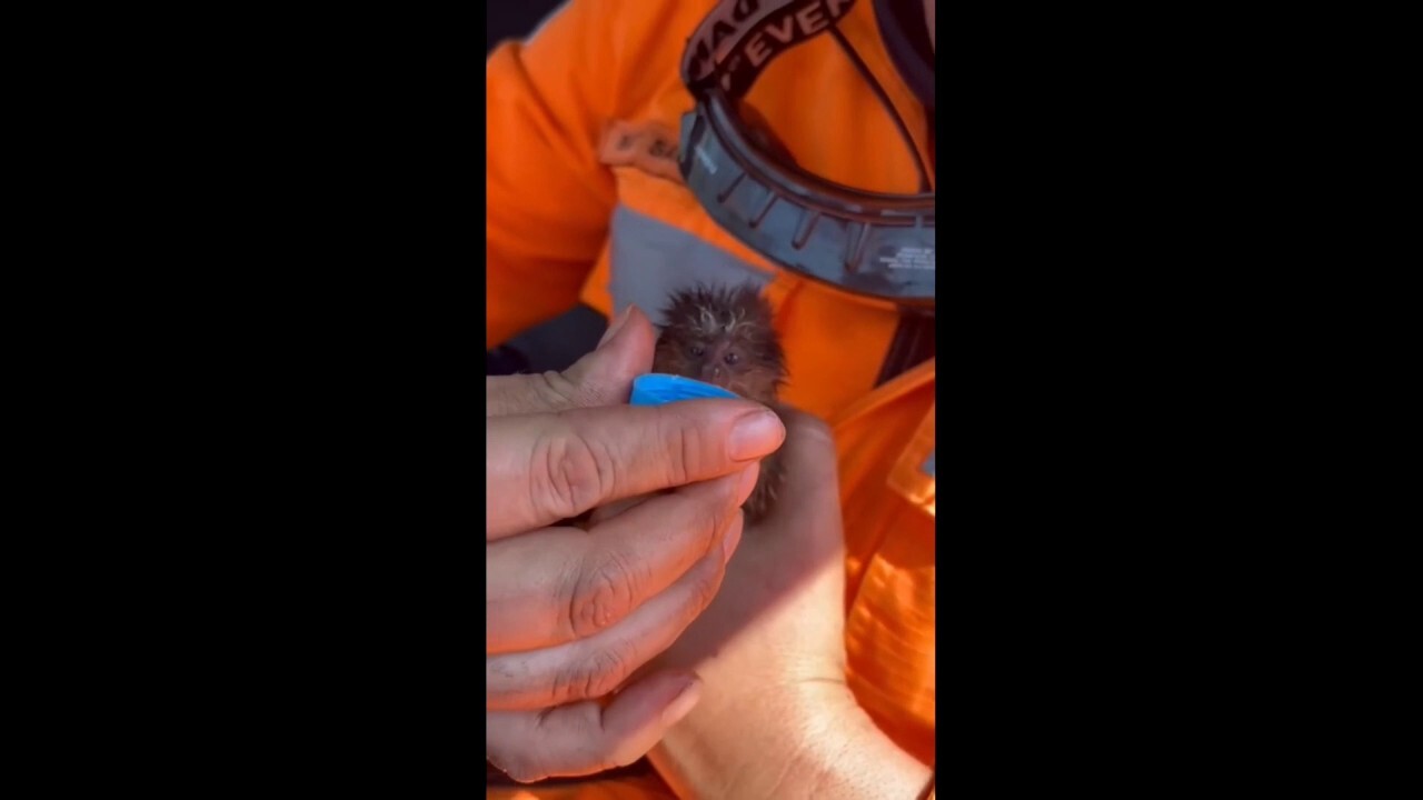 Baby marmoset rescued from forest fire by officials