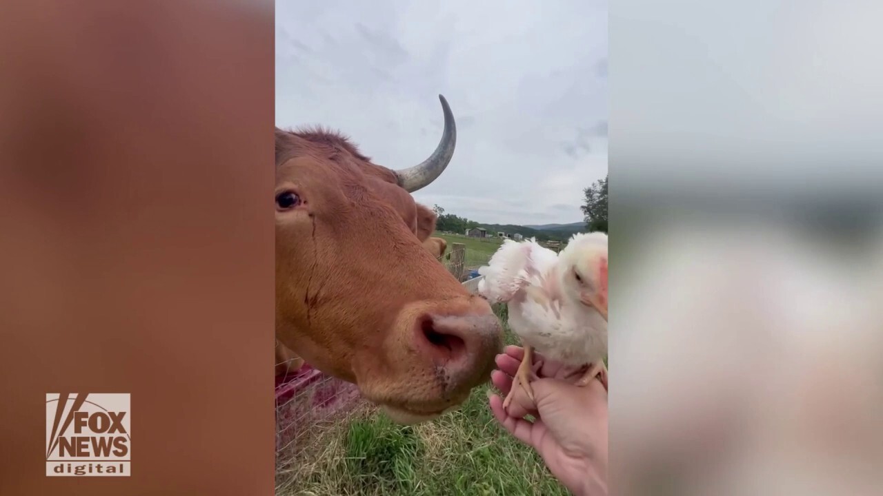 Make-up artist quits job to open farm animal sanctuary