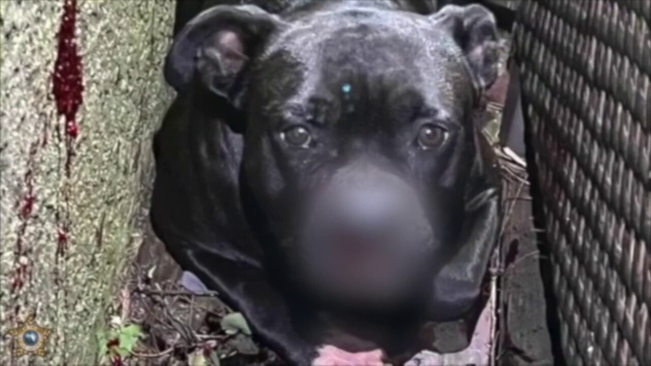 Мъж от Флорида застреля семейно куче в лицето по време на спор за изневяра: полиция