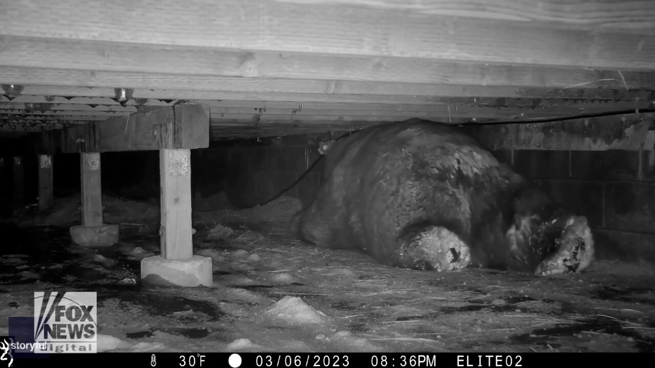 Black bear caught crawling into urban den in South Lake Tahoe