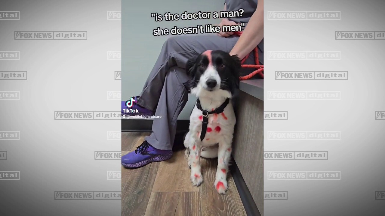 Вирусен видеоклип в TikTok на червено петнисто куче кара феновете да се вълнуват какво означават цветните му петна