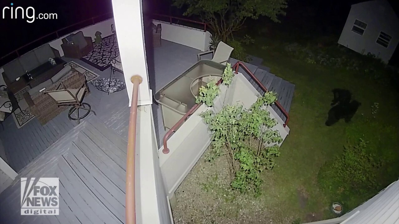 Connecticut homeowners capture the moment two bears are found wrestling in  their backyard