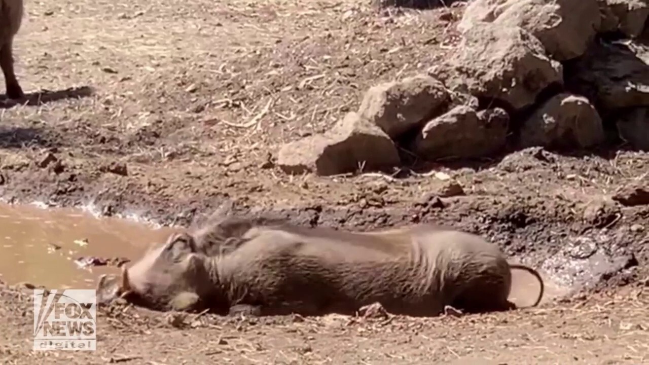 California zoo animal celebrates birthday with a deliciously messy mud bath
