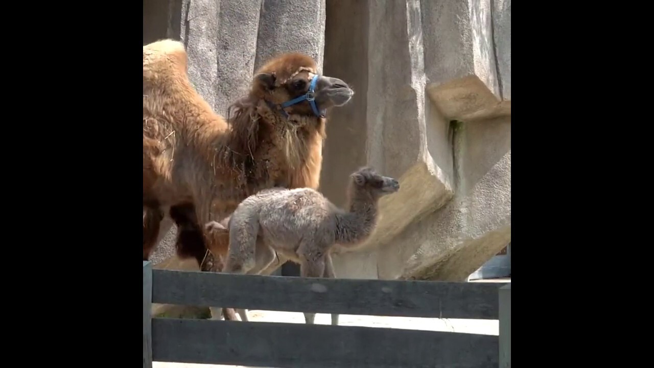 Baby camel born at zoo: See the newest member of the family!