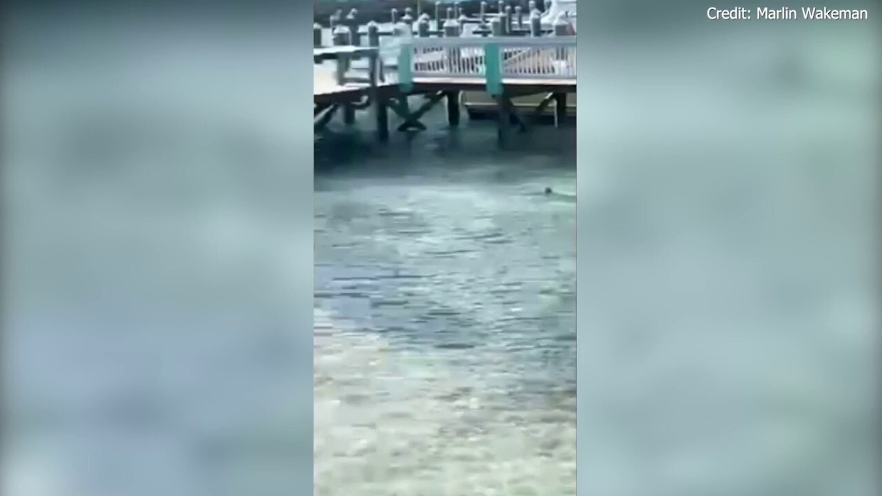 Мъж от Флорида оцеля след нападение от акула, след като „върховият хищник“ го издърпа под водата, на косъм пропуска бедрената артерия