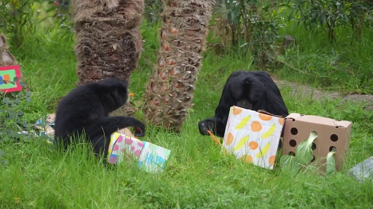 Zoo animal steals birthday presents from fellow habitat mate