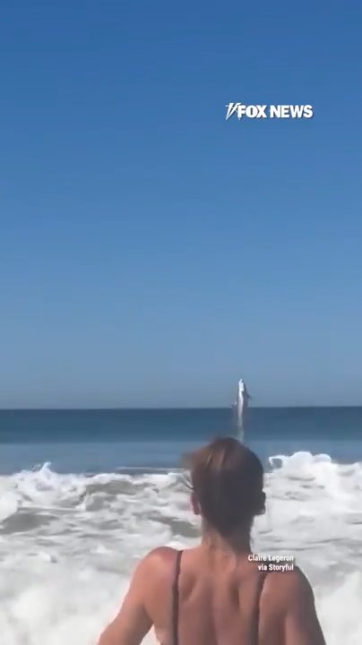 WATCH: Shark leaps out of water near California shore