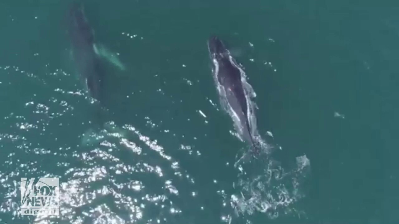 Гърбав кит посещаващ водите край Сиатъл заслепи зрителите в четвъртък