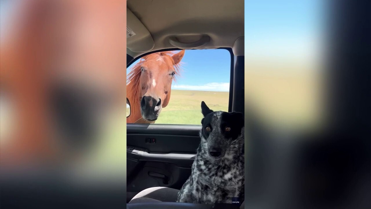 Colorado rancher introduces dog to horse sibling in funny interaction