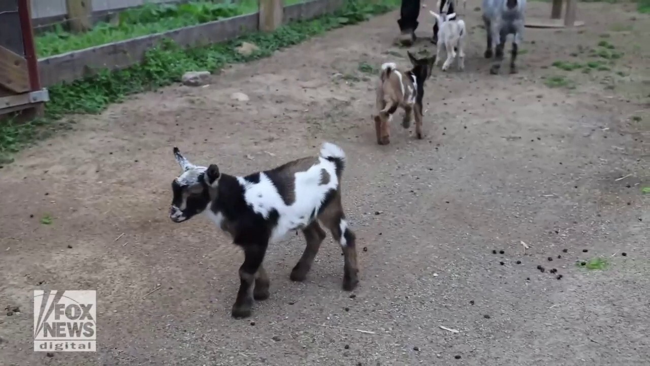 Baby dwarf goats welcomed at Nashville Zoo