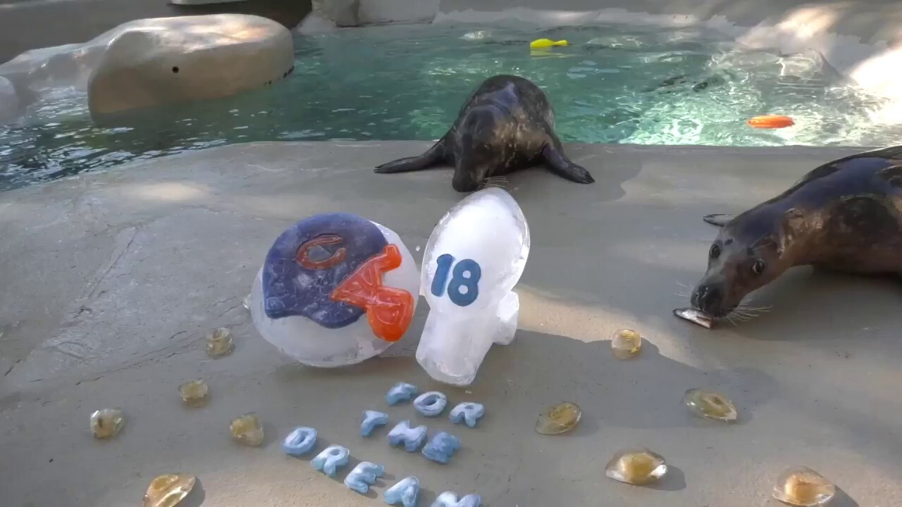 Zoo animals enjoy football-themed treats to celebrate the NFL season