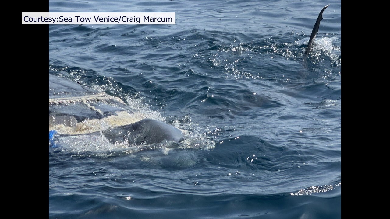 ГЛЕДАЙТЕ: Акули поглъщат 44-футов труп на кит, изтеглен в морето след плаж във Флорида