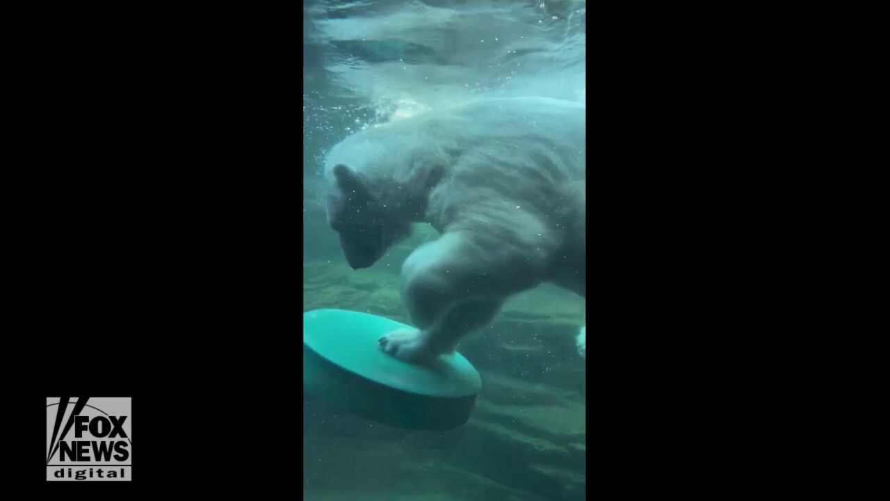 Polar bear shows off surfing skills at Memphis Zoo