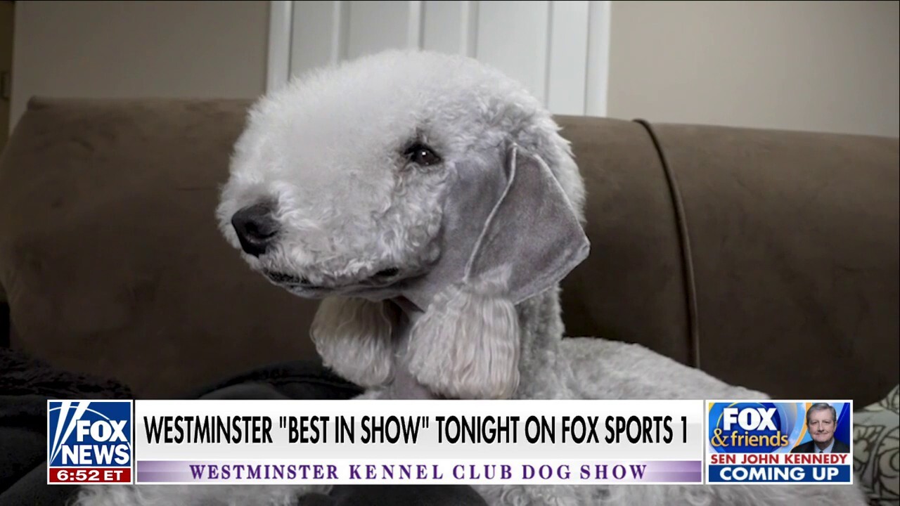 Janice Dean’s Bedlington Terrier gets glammed up at Westminster dog show