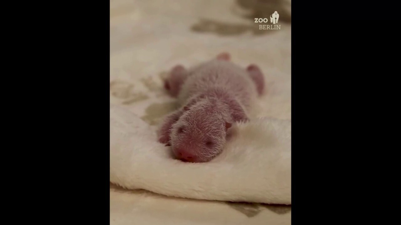 Rare panda twins are born in Germany